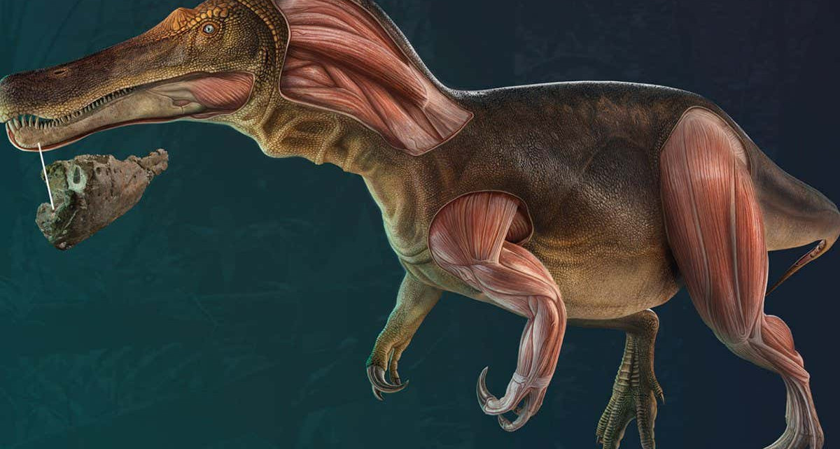 New dinosaur: Species had teeth that were constantly replaced