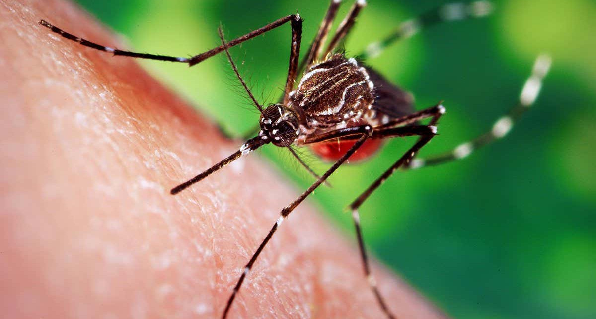 Mosquitoes learn to avoid pesticides after just one non-lethal dose