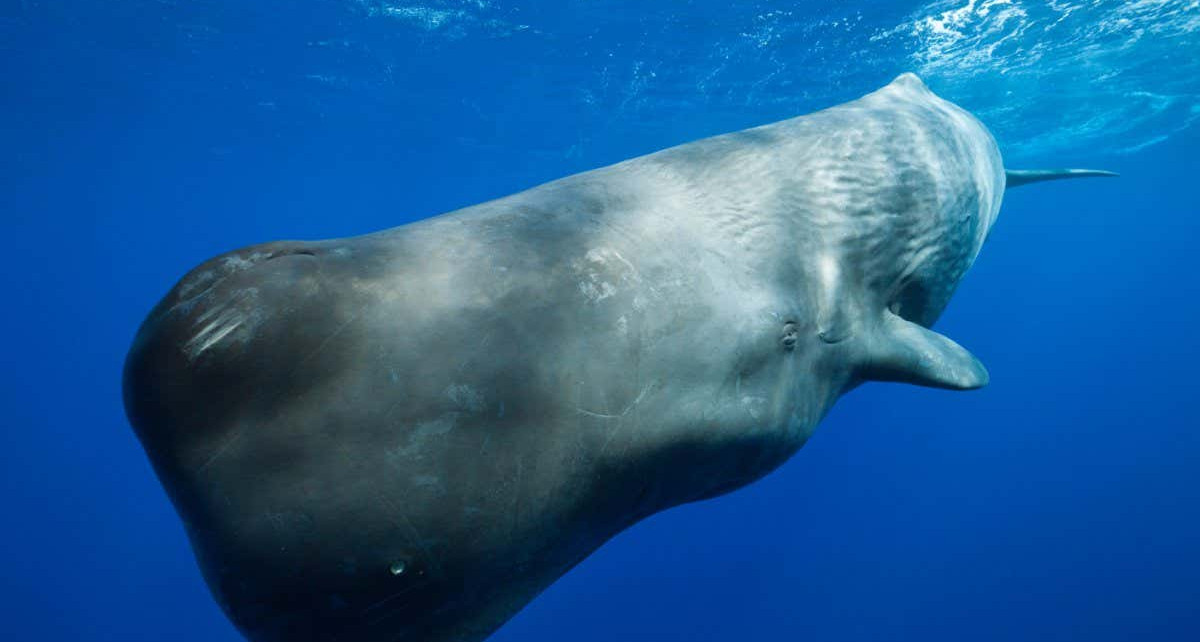 Oceans: Scientists want to restore the seas with artificial whale poo