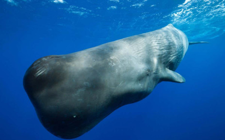 Oceans: Scientists want to restore the seas with artificial whale poo