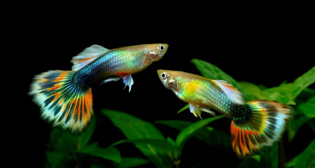 Optical illusions: Guppy fish can see visual effects - but not in the same way we do