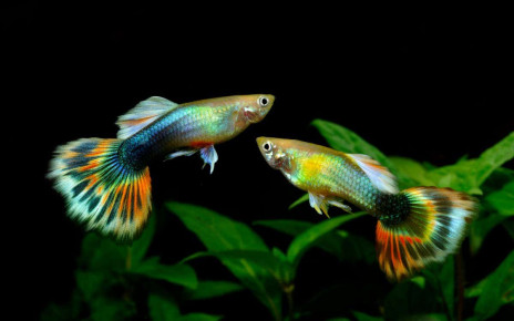 Optical illusions: Guppy fish can see visual effects - but not in the same way we do