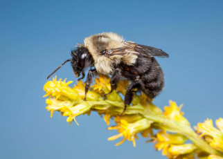Bumblebees: Antibiotic used on crops might make it harder for the insects to forage