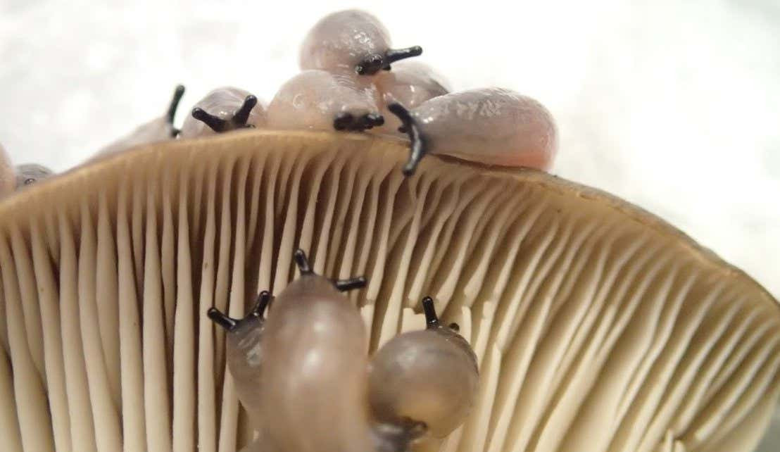 Slugs help mushrooms start new colonies by spreading spores through their faeces