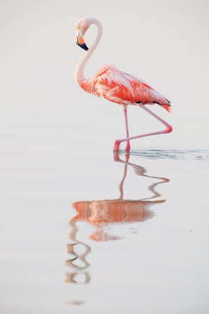 Caribbean Flamingo (Phoenicopterus ruber) walking, Ria Lagartos Biosphere Reserve, Yucatan Peninsula, Mexico, August