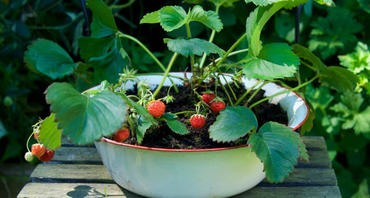 strawberries growing in vintage enamel bowl on painted green chair