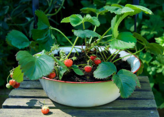 strawberries growing in vintage enamel bowl on painted green chair