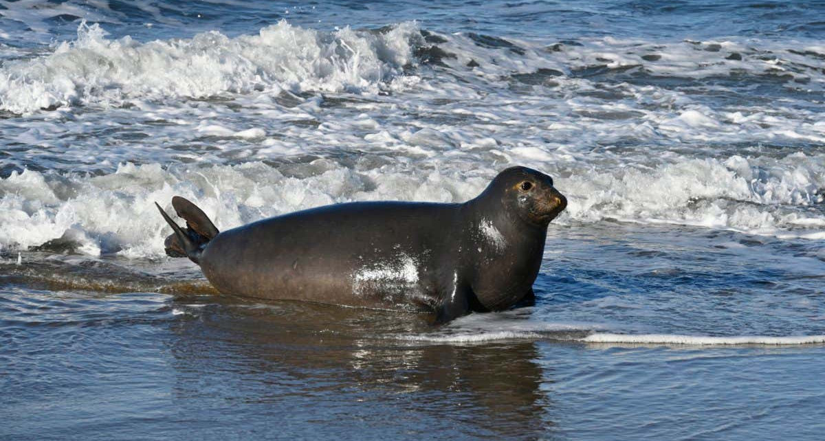 Elephant seals seem to have precise mental maps for navigating home