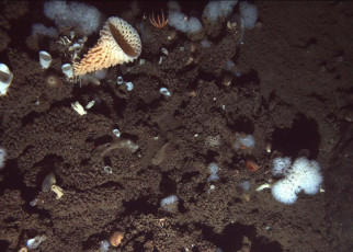 Marine biology: Watch first video of a possible rare sponge reef found near California