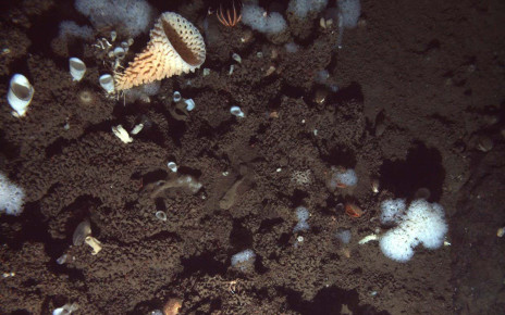 Marine biology: Watch first video of a possible rare sponge reef found near California