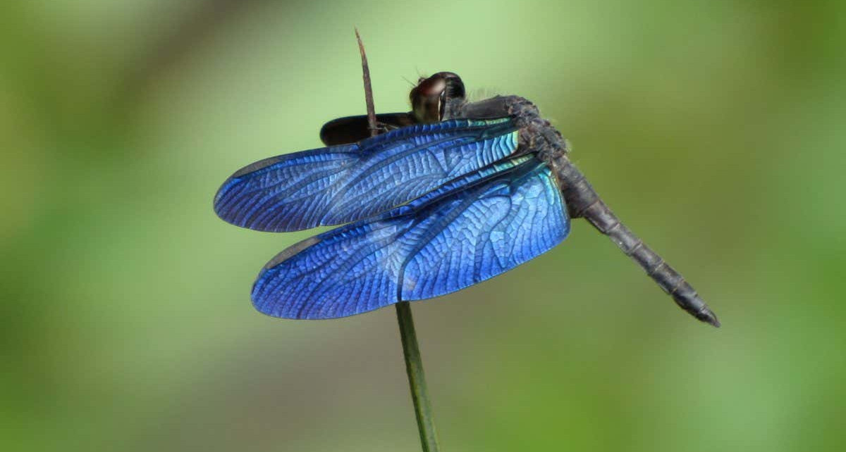 Dragonflies: Blue wings disappear against water