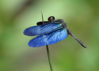 Dragonflies: Blue wings disappear against water