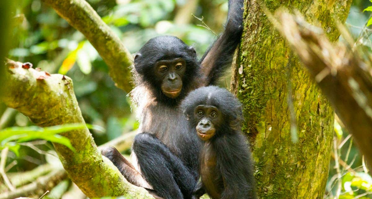 Bonobo infants find the arrival of a new sibling stressful