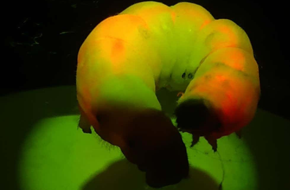 Fluorescent silk: Quantum dots make silkworms glow in the dark