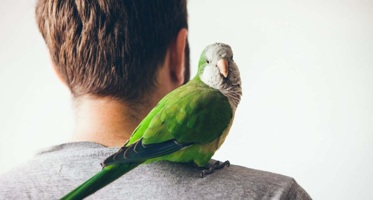 The Parrot in the Mirror review: Why humans evolved to be like birds