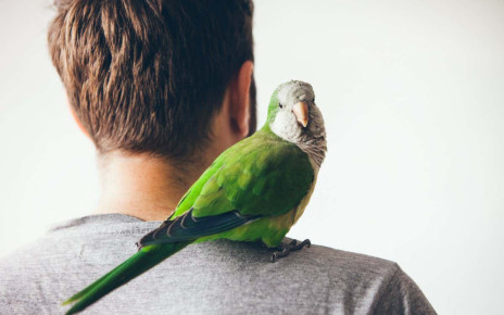 The Parrot in the Mirror review: Why humans evolved to be like birds