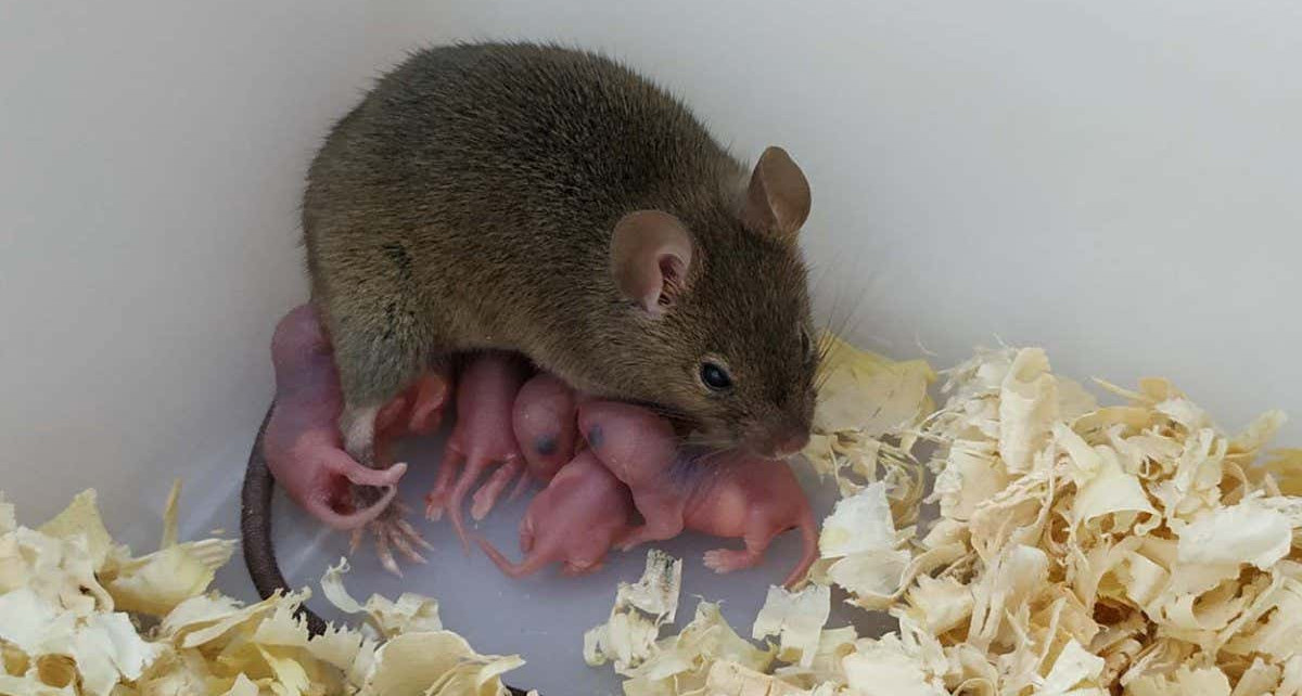 Parthenogenesis: Fatherless mouse pups develop from unfertilised eggs with gene editing