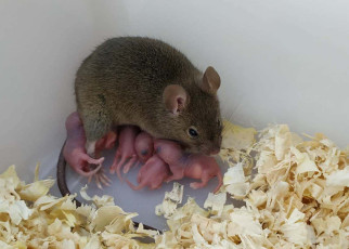 Parthenogenesis: Fatherless mouse pups develop from unfertilised eggs with gene editing