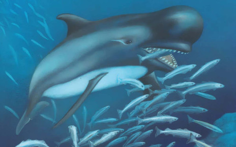 Orcas: Fossil hints that killing whales is a recent adaptation