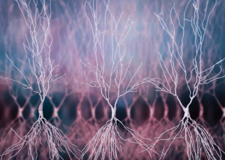 Brain cells: Special neurons may signal when to start new memories