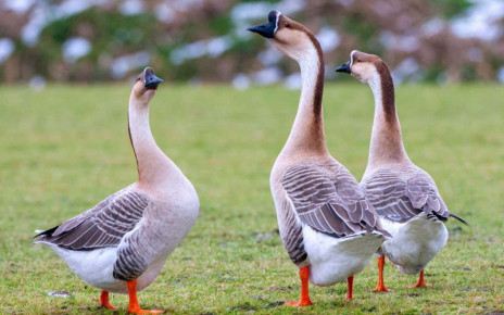 Domestication: Geese may have been the first birds kept by humans 7000 years ago