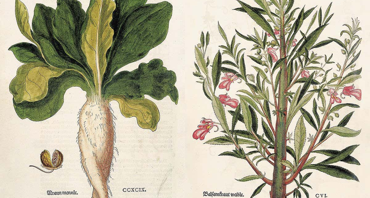 Beautiful images illustrate the dawn of modern botany