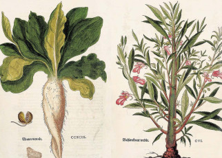 Beautiful images illustrate the dawn of modern botany