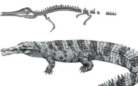 A 6-metre-long crocodile relative lived in China during the Bronze Age