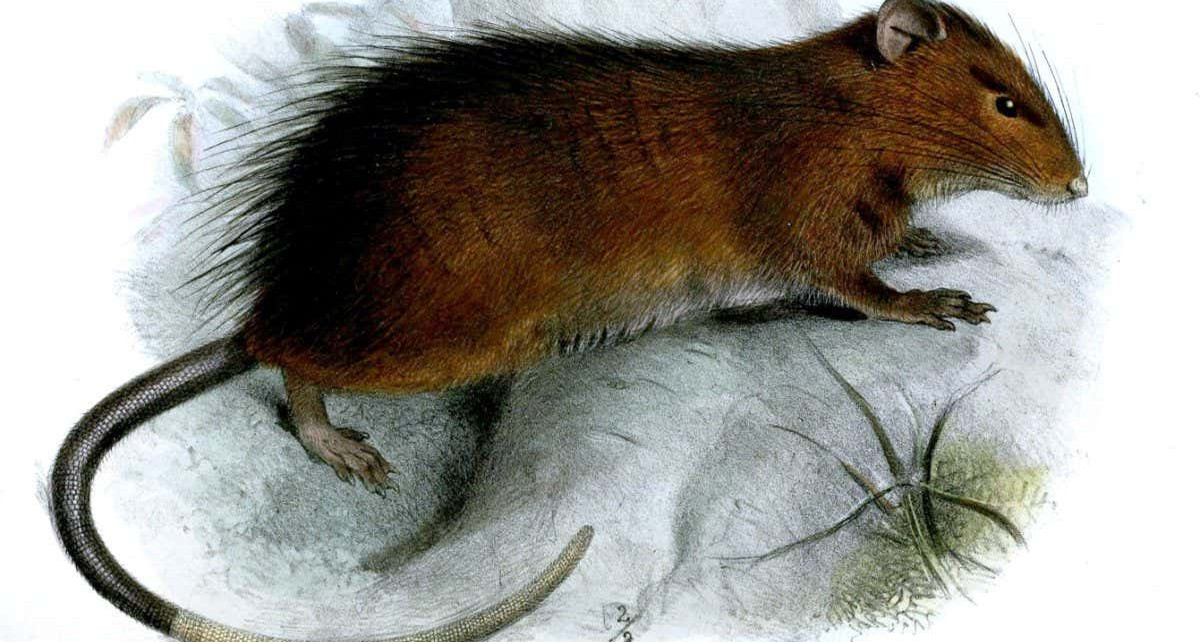 De-extinction: Resurrecting extinct species from their DNA is essentially impossible