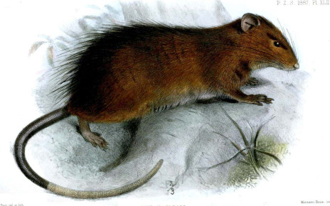 De-extinction: Resurrecting extinct species from their DNA is essentially impossible