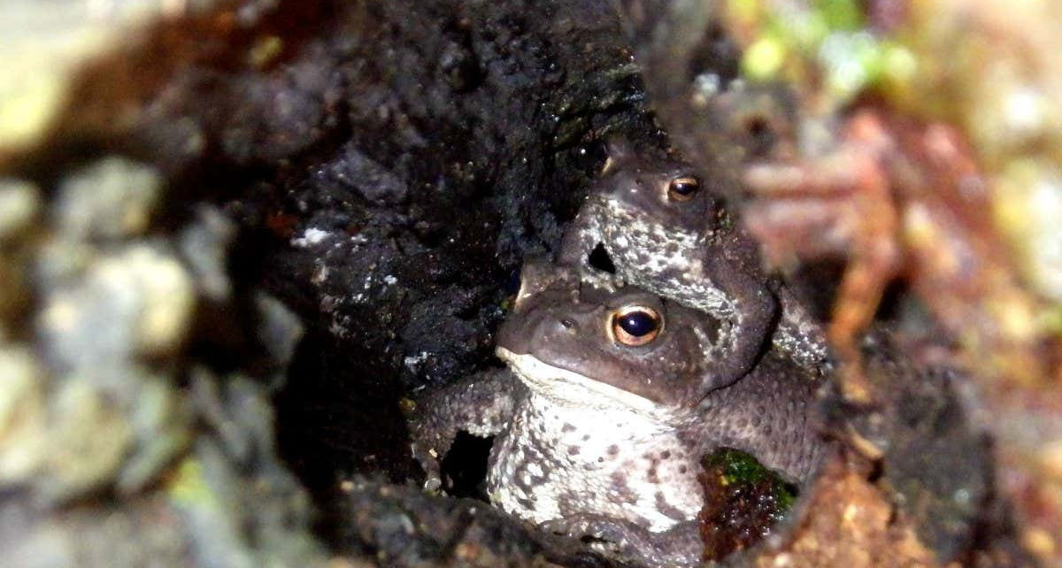 Toads: Amphibians surprise biologists by climbing trees