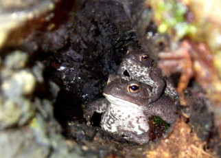 Toads: Amphibians surprise biologists by climbing trees
