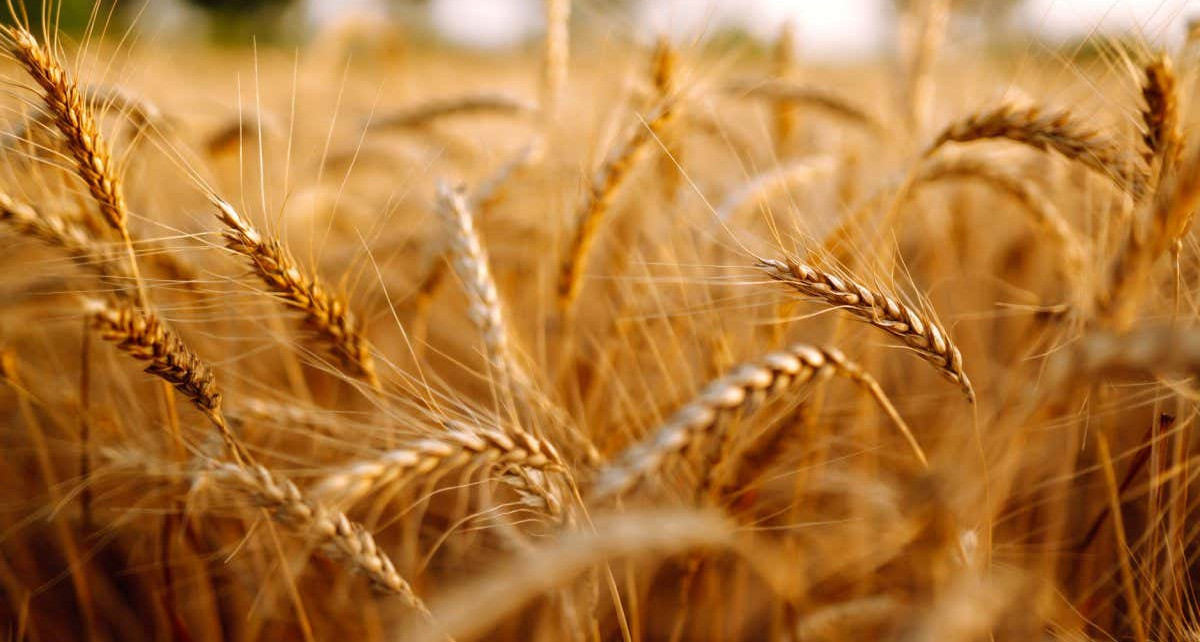 Food prices: Cutting biofuels could compensate for loss of Ukraine’s grain exports