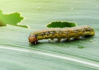 Fall armyworms with offspring-killing gene tested on farms in Brazil