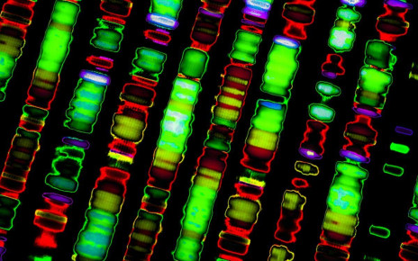 A new reference human genome could reflect our species’ true diversity