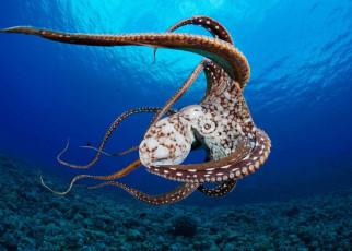 Octopus brains may have become complex the same way human brains did