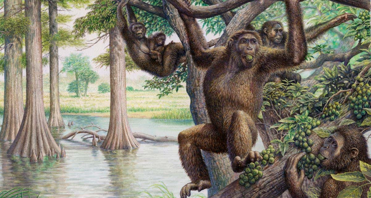 Ape evolution: Family tree of extinct apes reveals our early evolutionary history