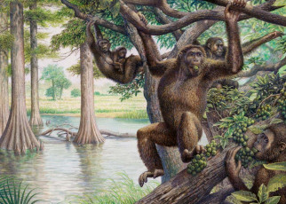 Ape evolution: Family tree of extinct apes reveals our early evolutionary history