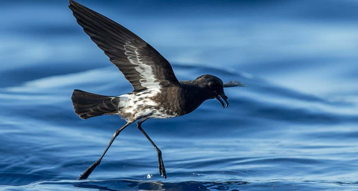 Storm petrels: Seabird species discovered by science this year may be critically endangered