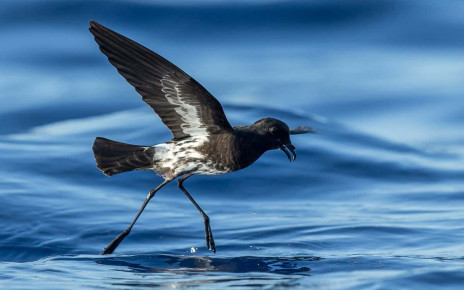 Storm petrels: Seabird species discovered by science this year may be critically endangered
