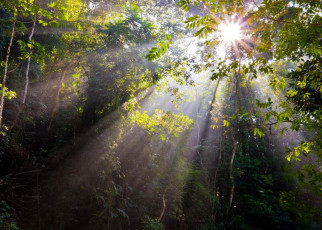 Tropical forests: World would be 1°C warmer without their cooling effect