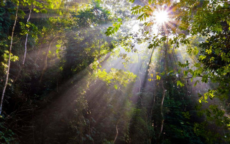 Tropical forests: World would be 1°C warmer without their cooling effect