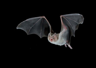 Vampire bats adapted to drinking blood by shedding several genes