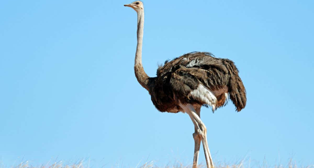 Ostrich necks act as a radiator to control their head temperature
