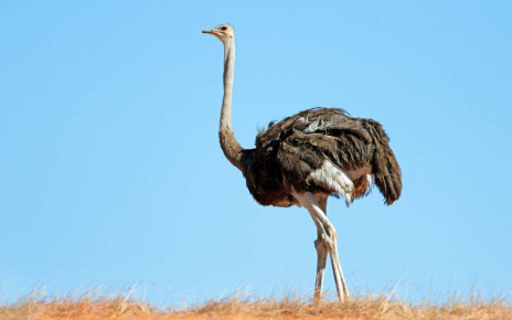 Ostrich necks act as a radiator to control their head temperature