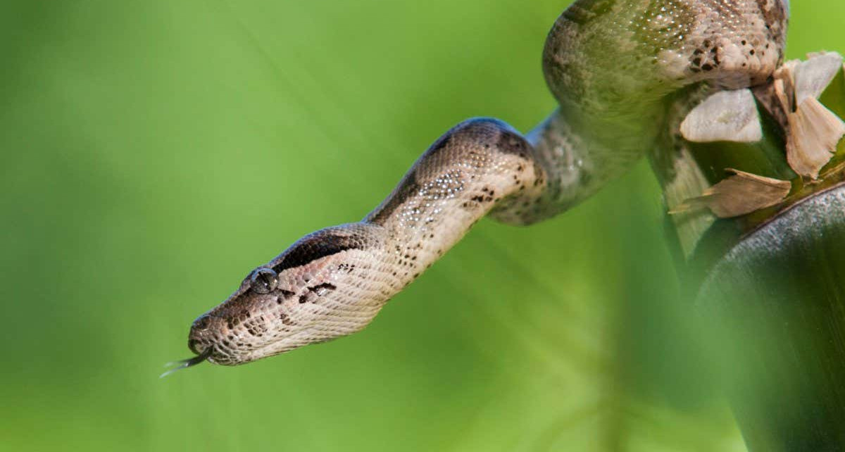 Boa constrictors move ribs to avoid suffocating when they kill prey