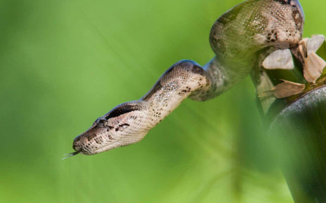 Boa constrictors move ribs to avoid suffocating when they kill prey