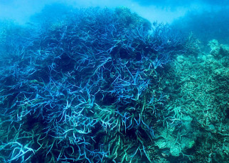 Great Barrier Reef suffers first mass coral bleaching under cooling La Niña