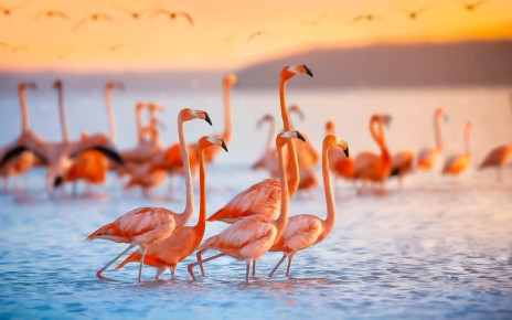 Why are flamingos pink? | New Scientist