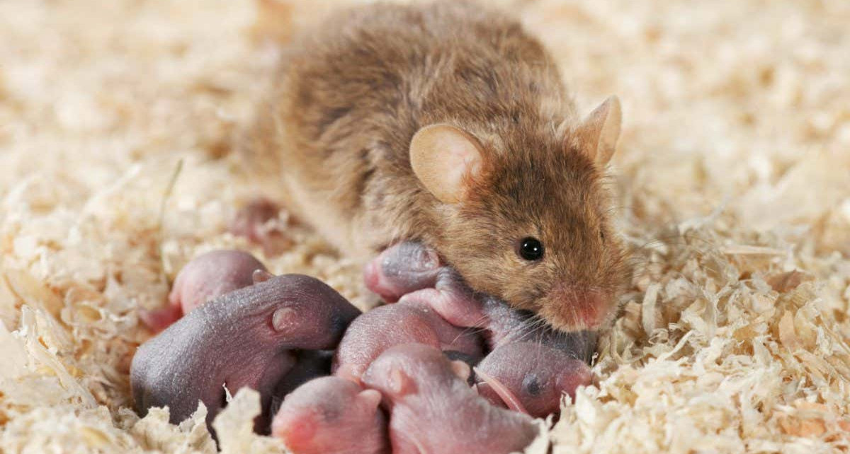 Newborn female mice live longer if they smell older females' urine